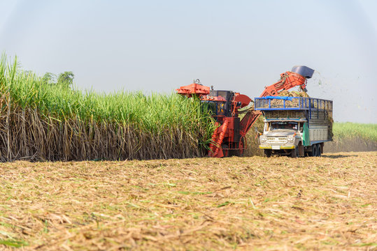 Harvest The Sugarcane By Sugarcane Harvester 