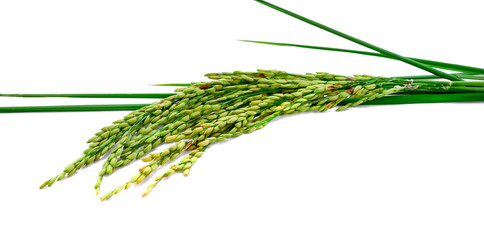 fresh rice plant isolated on white background