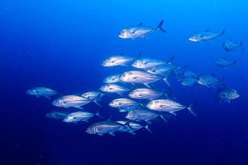 School of jackfishs