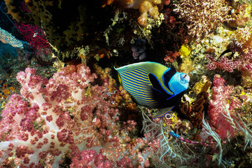 Emperor Angelfish and soft coral