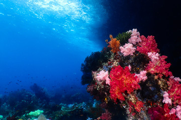Naklejka na ściany i meble Breautifull soft coral reef