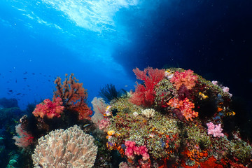 Fototapeta na wymiar Berautifull multicolor reef