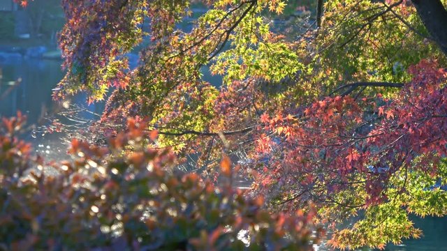 Zoom out Shot of Fall Foliage by Teahouse at Pond in Japanese Garden in Japan