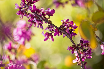 flowering branch in sunlight