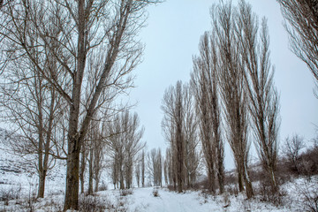 winter scenery with tall trees