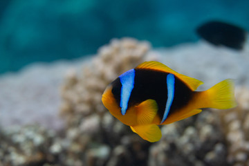 Naklejka na ściany i meble Red Sea Anemonefish on Coral Reef