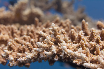 Baby Lyretail Hogfish in Table Coral