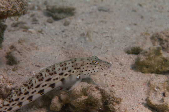 Speckled Sandperch in Red Sea