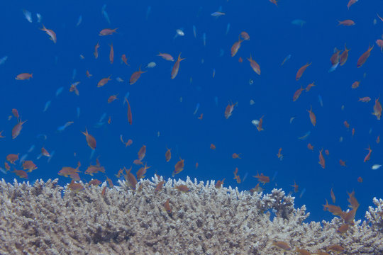 Lyretail Anthias Over Table Coral