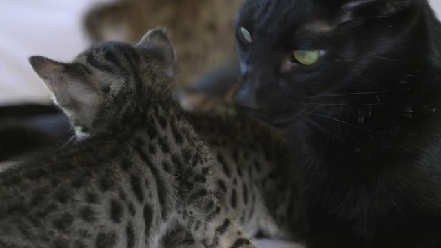 Black Savannah cat stares and licks 4 week old kitten, slow motion