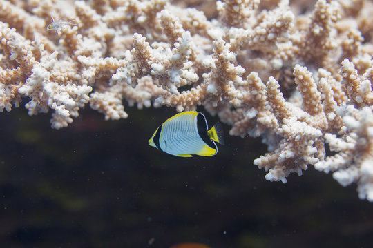 Juvenile Chevroned Butterflyfish and Lyretail Hogfish in Table Coral
