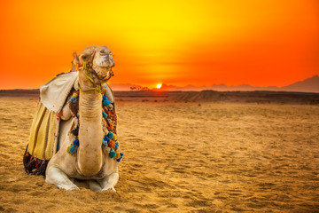 camel lying down in egyptian desert at sunset