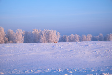 Obraz premium Red fox runs on a snow-covered field.