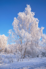 Frozen birch trees covered with hoarfrost and snow.