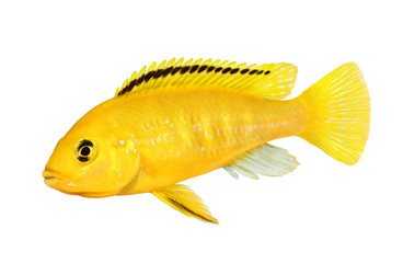 Electric yellow cichlid Labidochromis caeruleus Malawi Aquarium Fish 
