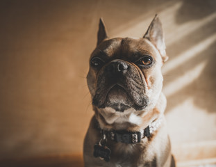 French Bulldog