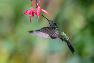 Blue hummingbird Violet Sabrewing flying next to beautiful red flower. Tinny bird fly in jungle. Wildlife in tropic Costa Rica. Two bird sucking nectar from bloom in the forest. Bird behaviour