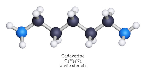 A molecular model of cadaverine