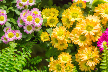 Colored chrysanthemums