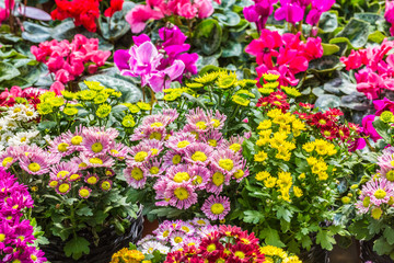 Colored chrysanthemums