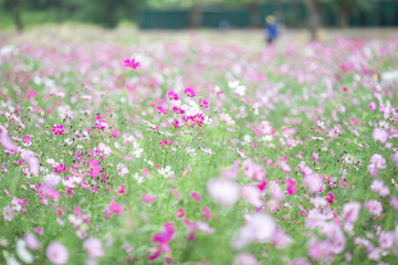 Obraz premium The background of colorful flower fields, cosmos flowers, is a natural beauty. Seen in tourist attractions or in parks