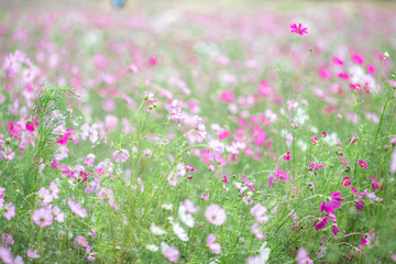 The background of colorful flower fields, cosmos flowers, is a natural beauty. Seen in tourist attractions or in parks