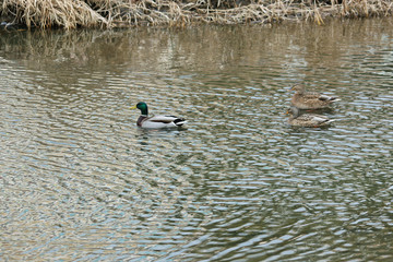 냇가에 오리 한쌍