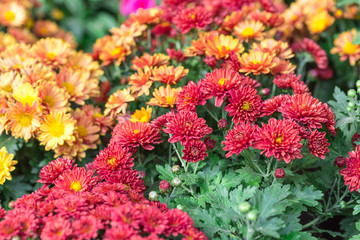 Colored chrysanthemums