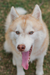 Closeup of brown siberian husky.