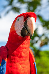 Portrait of sitting yellow breast Ara. (Ara ararauna).
