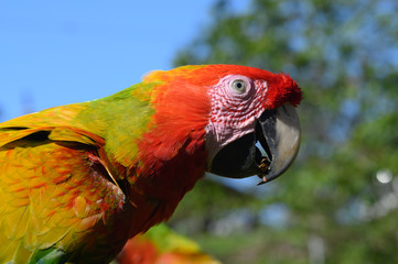 Portrait of sitting yellow breast Ara. (Ara ararauna).