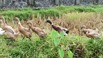 ducks grazed in the fields