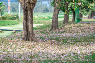 The background of pink flowers, the natural view of the trees with colorful flowers (Chompoophantip) is usually seasonal and according to the cold weather. Is a natural beauty