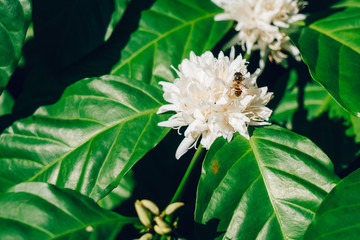 bee searching for nectar on coffee flower