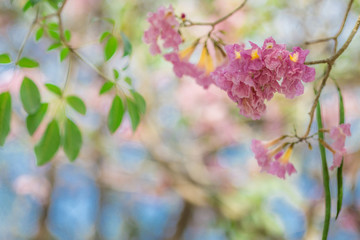 The background of pink flowers, the natural view of the trees with colorful flowers (Chompoophantip) is usually seasonal and according to the cold weather. Is a natural beauty