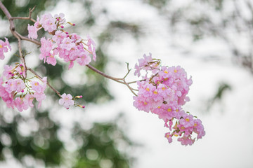 The background of pink flowers, the natural view of the trees with colorful flowers (Chompoophantip) is usually seasonal and according to the cold weather. Is a natural beauty