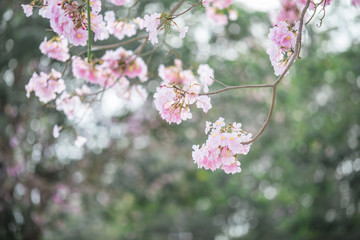 The background of pink flowers, the natural view of the trees with colorful flowers (Chompoophantip) is usually seasonal and according to the cold weather. Is a natural beauty