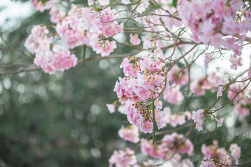Obraz premium The background of pink flowers, the natural view of the trees with colorful flowers (Chompoophantip) is usually seasonal and according to the cold weather. Is a natural beauty