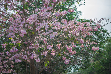 The background of pink flowers, the natural view of the trees with colorful flowers (Chompoophantip) is usually seasonal and according to the cold weather. Is a natural beauty