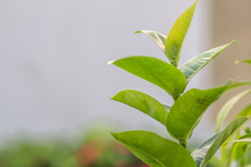 Close-up view of green leaves and blurred bokeh from night lights, natural beauty, free space wallpaper for text input
