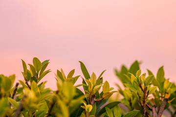 Close-up view of green leaves and blurred bokeh from night lights, natural beauty, free space wallpaper for text input