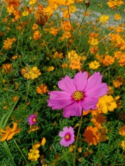 Cosmos flowers volume 1552