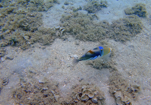 Underwater view of a Lagoon Triggerfish (Picasso Fish) in the Moorea Lagoon, French Polynesia