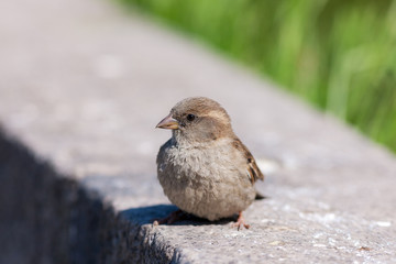 sparrow on a stone