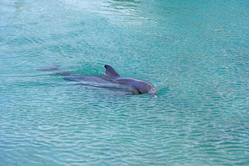 View of a grey bottlenose dolphin in the Moorea lagoon in French Polynesia