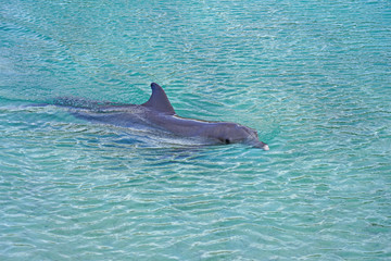 View of a grey bottlenose dolphin in the Moorea lagoon in French Polynesia