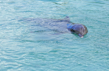 Obraz premium View of a grey bottlenose dolphin in the Moorea lagoon in French Polynesia