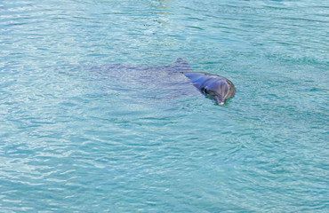 Obraz premium View of a grey bottlenose dolphin in the Moorea lagoon in French Polynesia