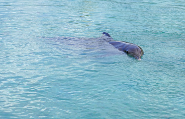 Fototapeta premium View of a grey bottlenose dolphin in the Moorea lagoon in French Polynesia