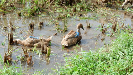 ducks grazed in the fields